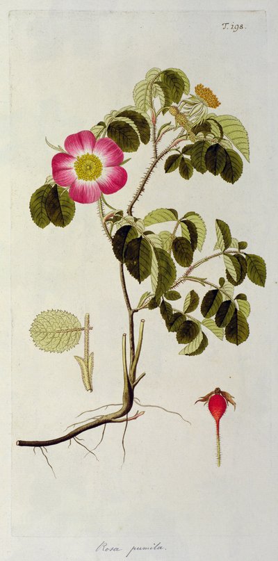 Rosa Pumila, de 